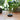 luxury home fragrance with incense burners