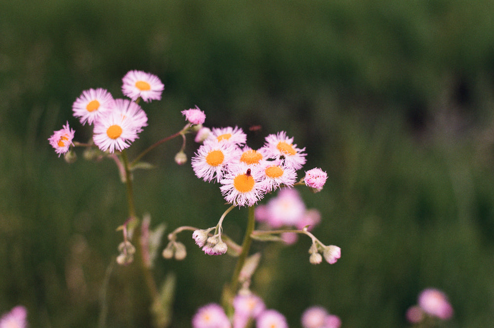 Floral escape